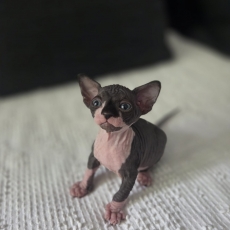 Chat Sphynx chaton vendu 1400 €