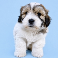 Chiot Coton de Tulear de race LOF avec pedigree à adopter.