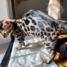 Chaton Chat Bengal à adopter au prix de 1100 €