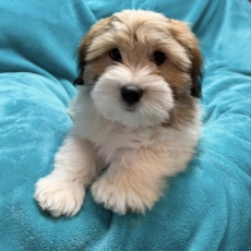 Chiot Coton de Tulear de race LOF avec pedigree à adopter.