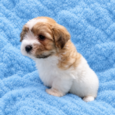 Adoption chiot Coton de Tulear au prix de 1200 €