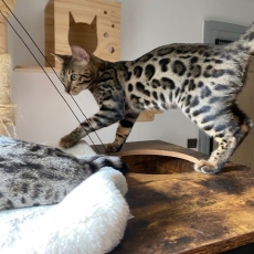 Acheter Chat Bengal bébé pour 1100 €