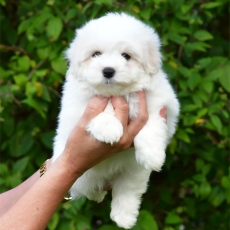 Chiot Coton de Tulear à vendre au prix de 1390 € vacciné et identifié.