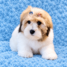 Ce petite mâle Coton de Tulear proposé à l'achat est né le 14/07/2026.