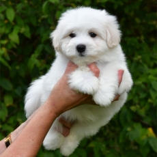 Acheter Coton de Tulear bébé pour 1190 €
