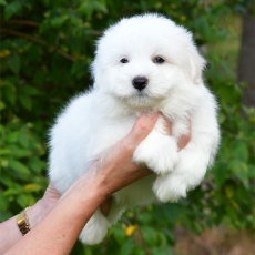 Chiot Coton de Tulear à adopter au prix de 1000 €