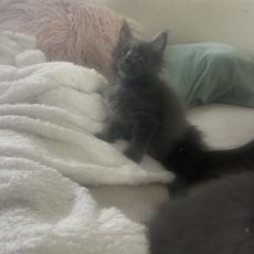Maine Coon chaton vendu 1200 €