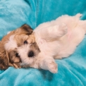 Chien Coton de Tulear proposé par l’élevage La boîte à malice.