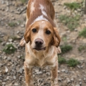 Chiot Setter Anglais de race en région Bretagne.