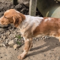 Setter Anglais disponible dans les Côtes d'Armor