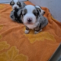Berger américain miniature disponible en Allier