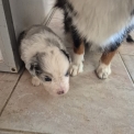 Chiot Berger américain miniature de race – prix 1800 €.