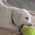 Golden Retriever chiot vendu 1300 €