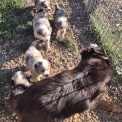 Chiot Berger américain miniature de race – prix 2100 €.