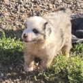 Chien Berger américain miniature proposé par l’élevage Du Domaine Des Mandets.