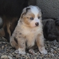 Chiot Berger américain miniature de race – prix 2100 €.