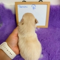 Chien Chihuahua proposée par l’élevage Domaine des terres lorginoise.
