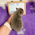 Chihuahua disponible dans le Pas-de-Calais