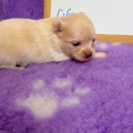Chiot Chihuahua sans pedigree – prix 1110 €.