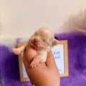 Chiot Chihuahua sans pedigree  en région Hauts-de-France.