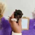 Chiot Spitz Allemand Nain sans pedigree – prix 2060 €.