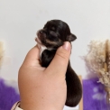 Chiot Chihuahua sans pedigree  en région Hauts-de-France.