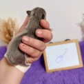 Chihuahua disponible dans le Pas-de-Calais