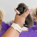 Chiot Chihuahua sans pedigree  en région Hauts-de-France.