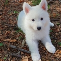 Adoption chiot Berger Blanc au prix de 1600 €