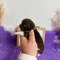 Chien Spitz Allemand Nain proposée par l’élevage Domaine des terres lorginoise.