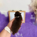 Spitz Allemand Nain disponible dans le Pas-de-Calais