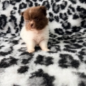 Chiot Chihuahua sans pedigree  en région Hauts-de-France.