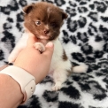 Chihuahua disponible dans le Pas-de-Calais