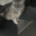 Chaton Maine Coon de race  en région Auvergne-Rhône-Alpes.