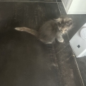 Chat Maine Coon proposée par l’élevage Chatterie du Ciel d'Emeraude.