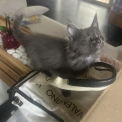 Maine Coon disponible en Isère