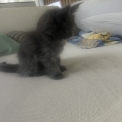 Chaton Maine Coon de race  en région Auvergne-Rhône-Alpes.