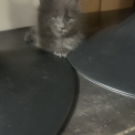 Chaton Maine Coon de race  en région Auvergne-Rhône-Alpes.