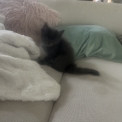 Chat Maine Coon proposé par l’élevage Chatterie du Ciel d'Emeraude.