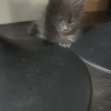 Chaton Maine Coon de race  en région Auvergne-Rhône-Alpes.