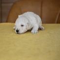 Chiot Caniche Nain sans pedigree  en région Nouvelle-Aquitaine.