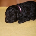 Chien Caniche Nain proposée par l’élevage Zadatis.