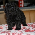 Chiot Caniche Nain � vendre au prix de 1400 � vaccin� et identifi�.