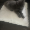 Chat Maine Coon proposé par l’élevage Chatterie du Ciel d'Emeraude.