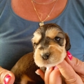 Chiot Cocker Anglais Spaniel sans pedigree � prix 1700 �.