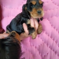 Chiot Cocker Anglais Spaniel à adopter au prix de 1600 €