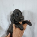 Chiot d'apparence de race Cocker Anglais Spaniel � adopter.