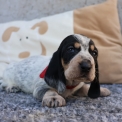 Chiot Basset Bleu de Gascogne de race  en région Pays de la Loire.