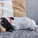 Chiot Basset Bleu de Gascogne de race  en région Pays de la Loire.