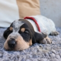Chiot Basset Bleu de Gascogne de race  en région Pays de la Loire.